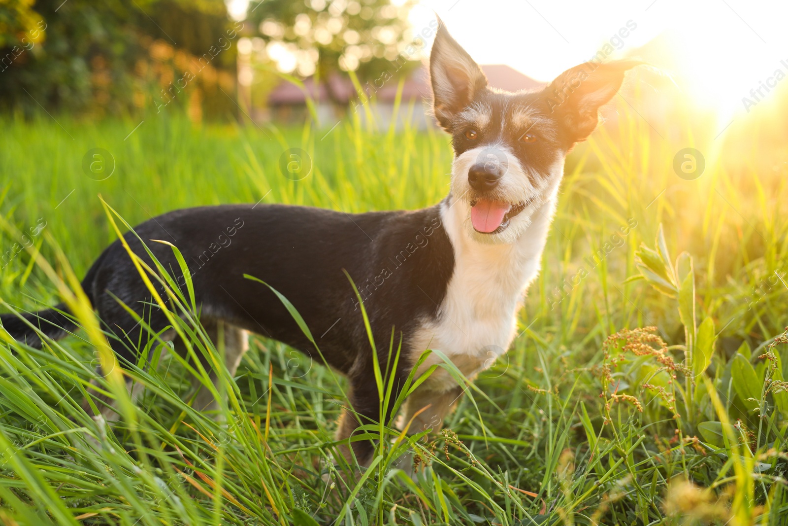 Photo of Cute fluffy dog in green grass at sunset