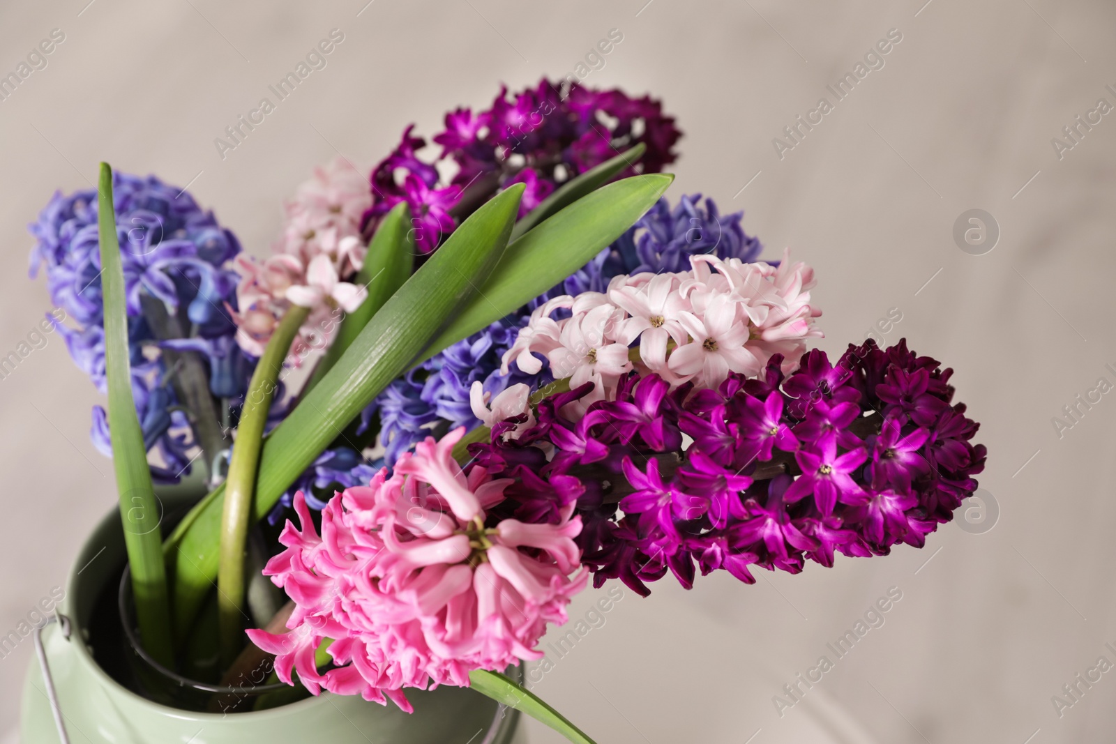 Photo of Beautiful hyacinths in metal can on blurred background, closeup. Spring flowers