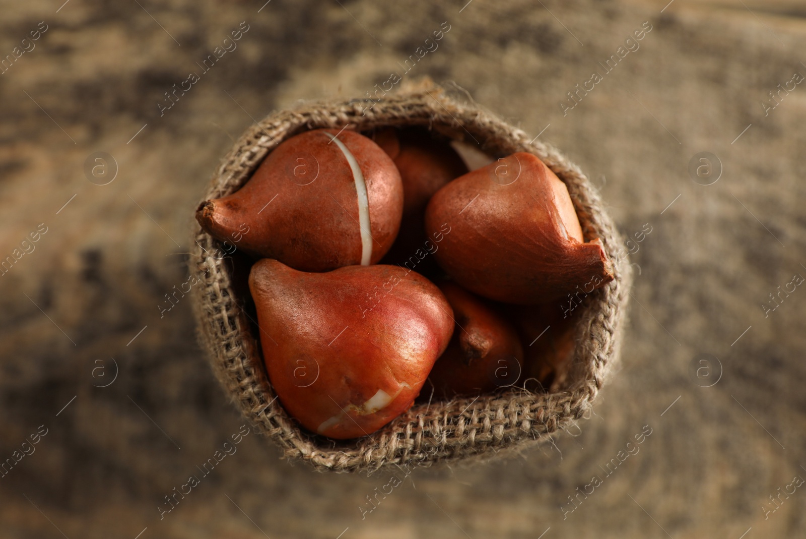 Photo of Sack with tulip bulbs on wooden table