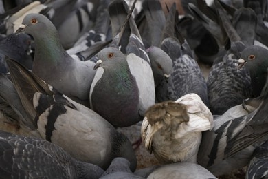 Flock of doves feeding on city street, closeup