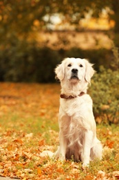 Photo of Funny Labrador Retriever in beautiful autumn park