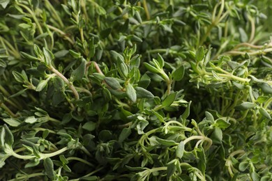 Aromatic thyme sprigs growing as background, closeup. Fresh herb