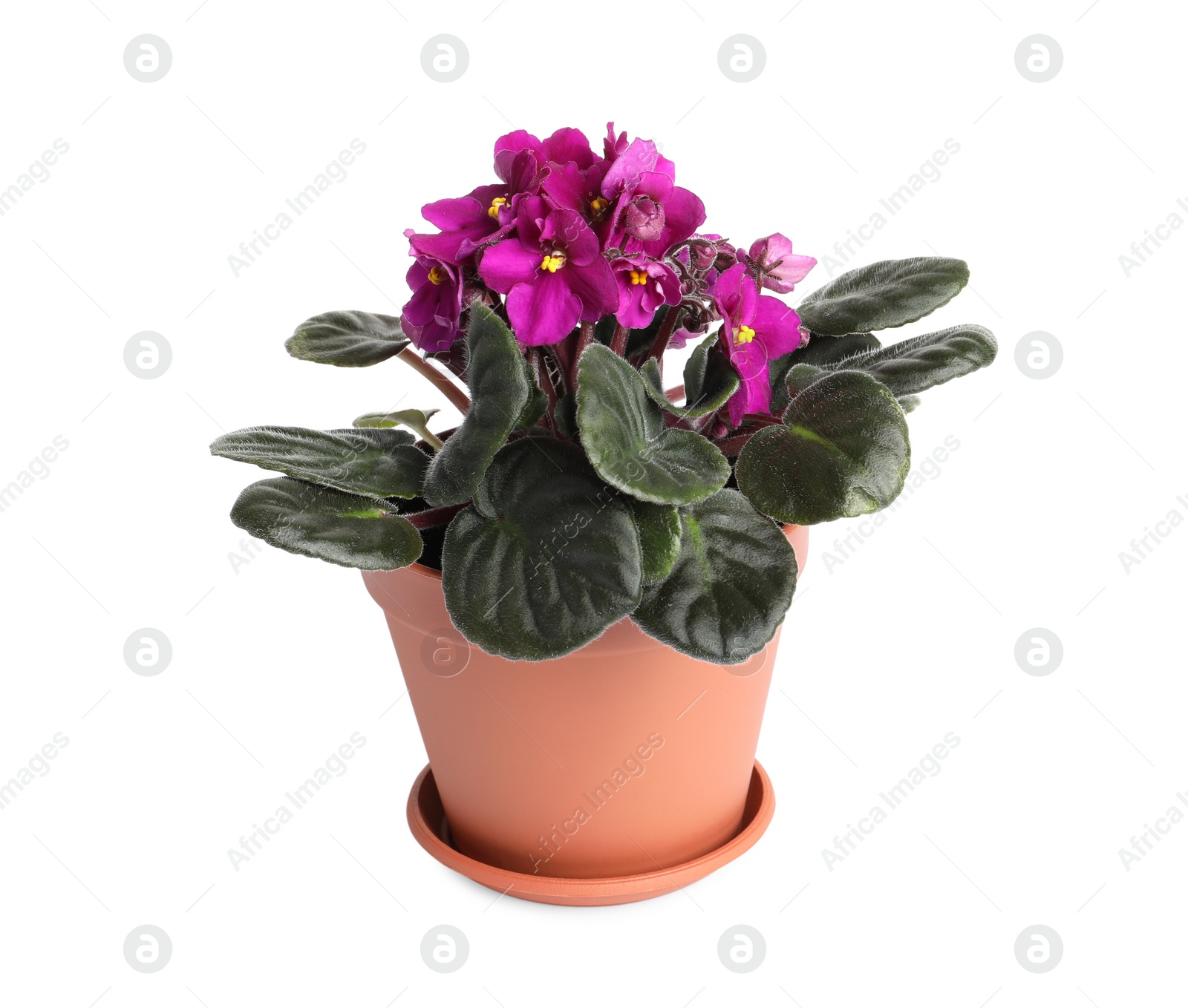 Photo of Beautiful violet flowers isolated on white. Plant for house decor