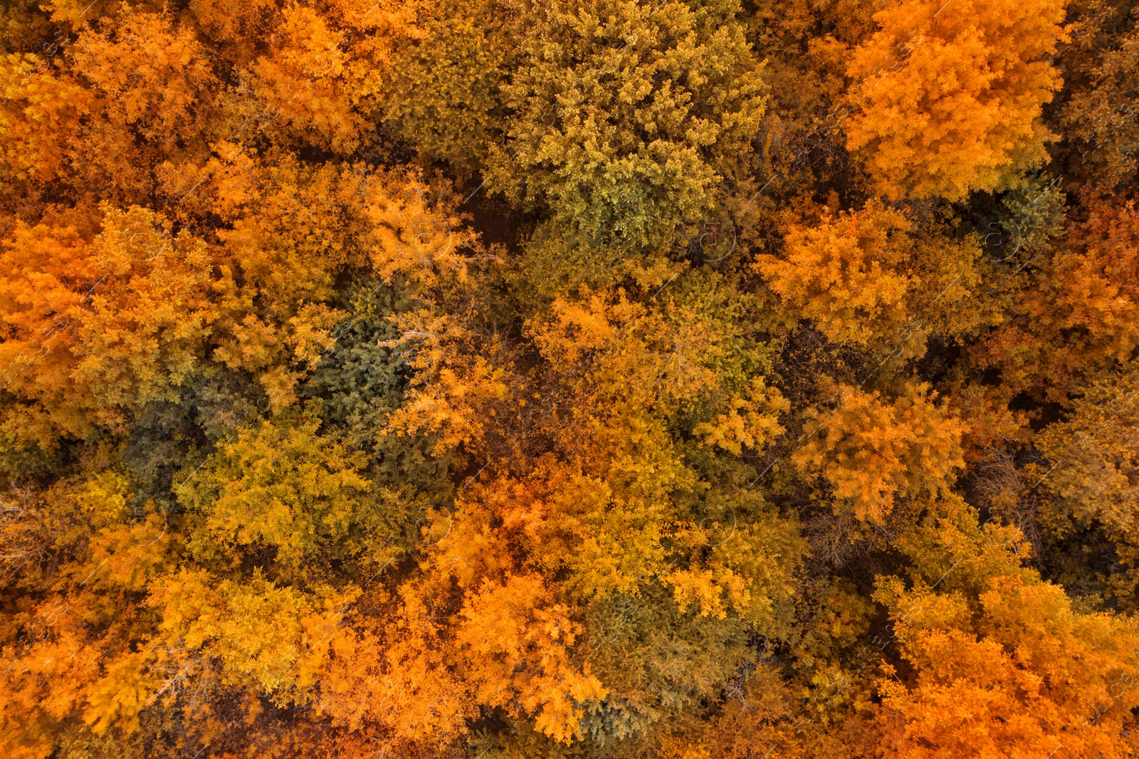 Image of Beautiful aerial view of forest in autumn