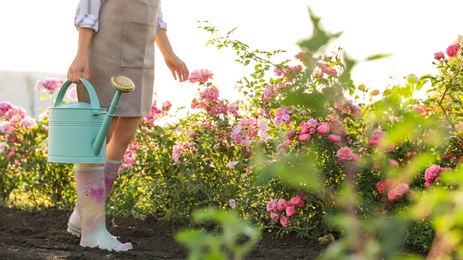 Woman with watering can near rose bushes outdoors, closeup. Gardening tool
