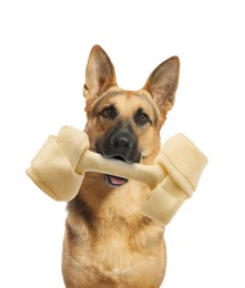 Cute German Shepherd dog holding chew bone in mouth on white background