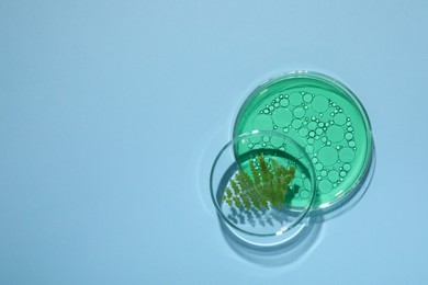 Photo of Petri dishes with samples and space for text on light blue background, flat lay. Making cosmetic product