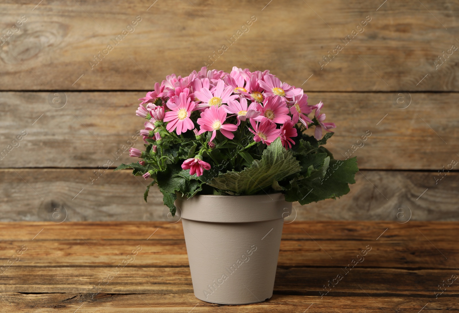 Photo of Beautiful pink cineraria plant in flower pot on wooden table