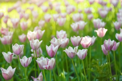 Photo of Blossoming tulips outdoors on sunny spring day