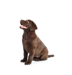 Photo of Cute chocolate Labrador Retriever puppy on white background