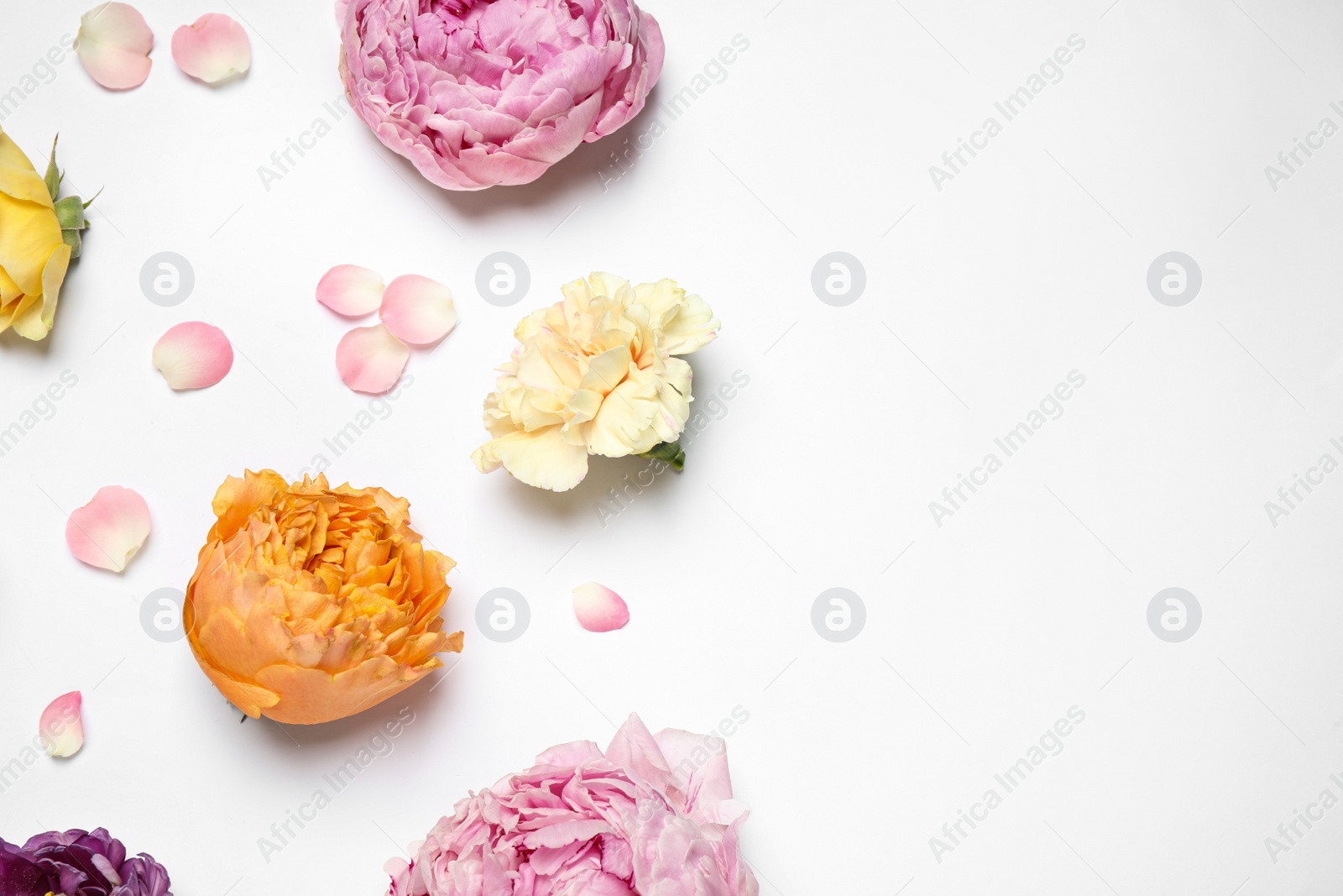 Photo of Beautiful floral composition with flowers on white background, flat lay. Space for text