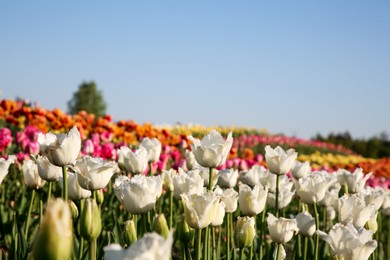 Beautiful colorful tulip flowers growing in field on sunny day