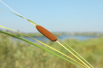 Photo of Beautiful reed plant growing outdoors on sunny day