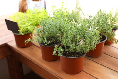 Fresh potted home plants on wooden sill at window