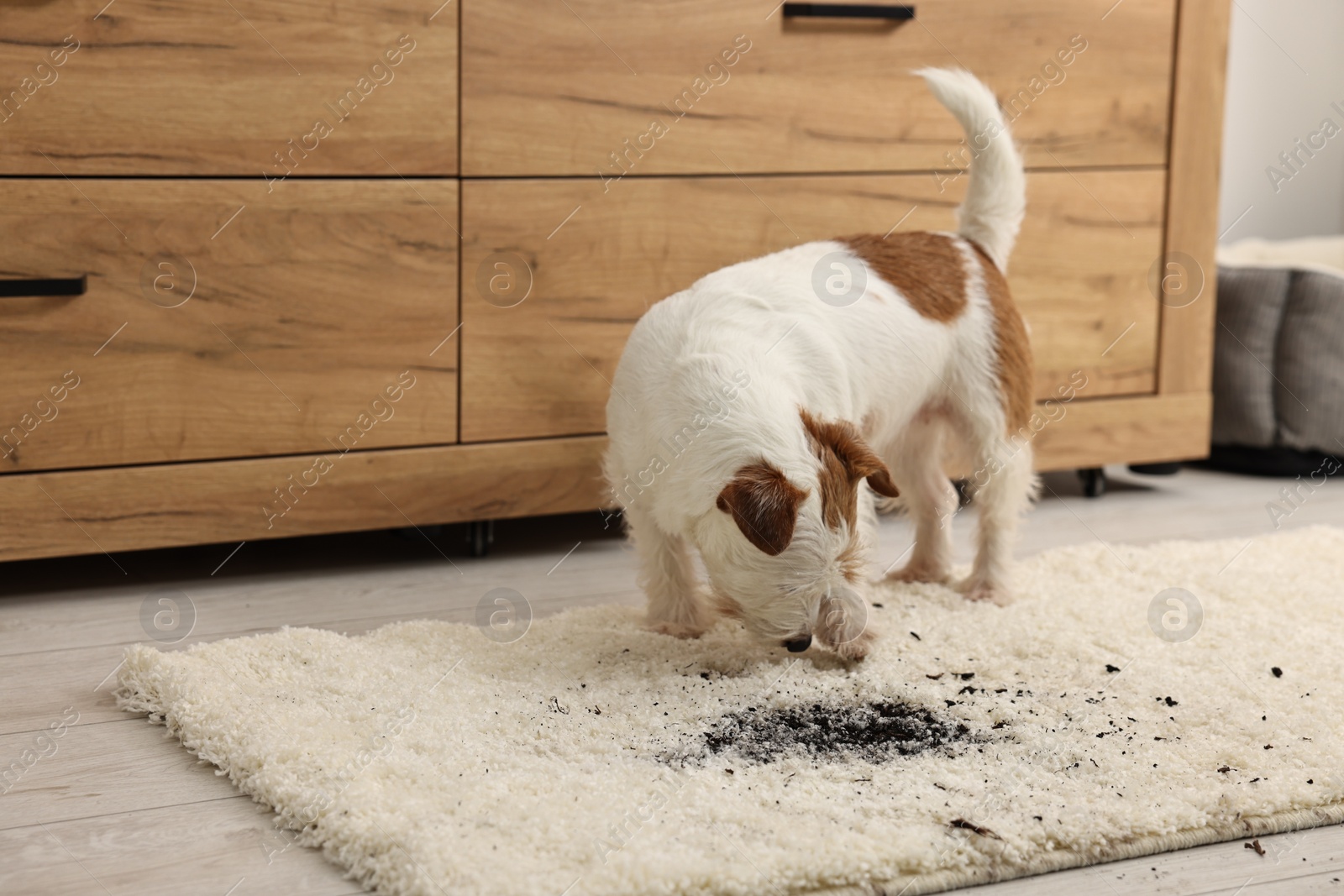 Photo of Cute dog near mud stain on rug indoors. Space for text