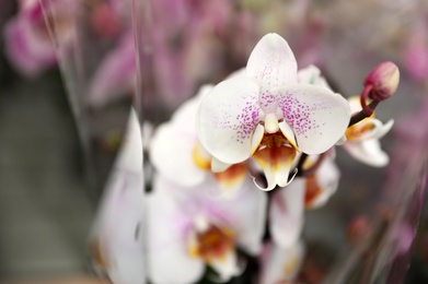 Beautiful blooming tropical orchid on blurred background, closeup. Space for text