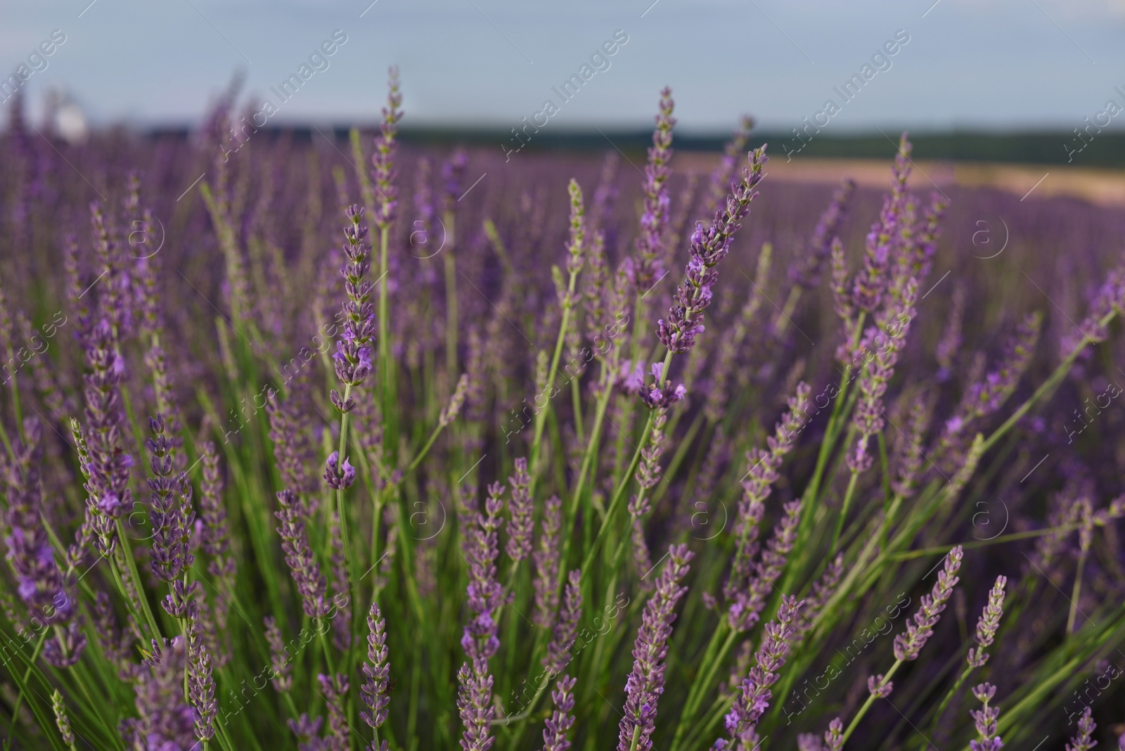 Photo of Beautiful blooming lavender plants growing in field, closeup