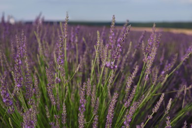 Photo of Beautiful blooming lavender plants growing in field, closeup