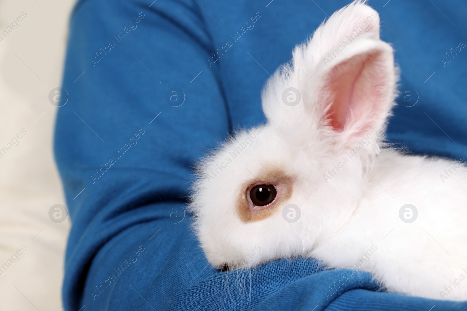 Photo of Man with fluffy white rabbit, closeup. Cute pet