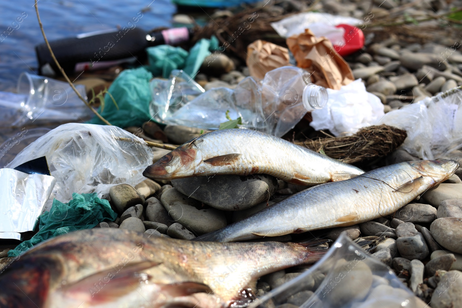 Photo of Dead fishes among trash on stones near river. Environmental pollution concept