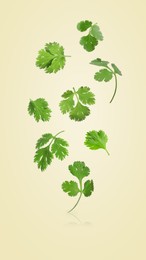 Fresh cilantro leaves falling on beige background