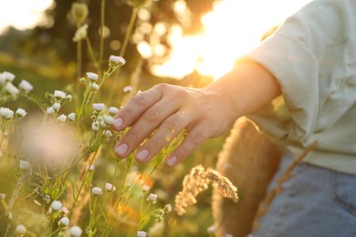 Woman walking through meadow and touching beautiful white flowers at sunset, closeup