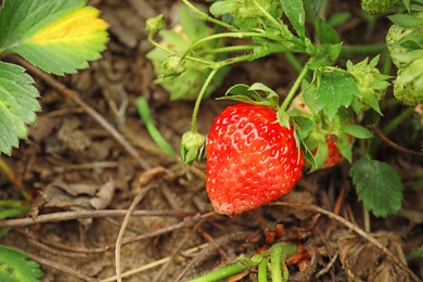 Photo of Strawberry plant with ripening berries growing in field