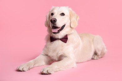 Photo of Cute Labrador Retriever with stylish bow tie on pink background