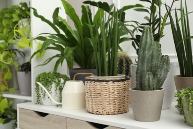 Photo of Many green potted houseplants on table indoors