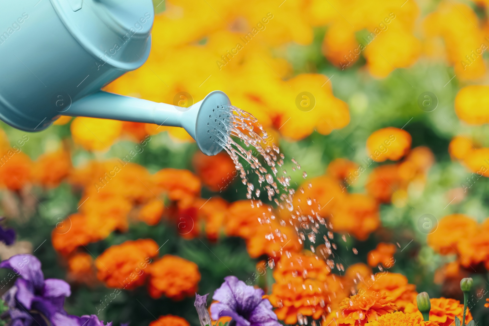 Photo of Watering beautiful flower bed with can outdoors