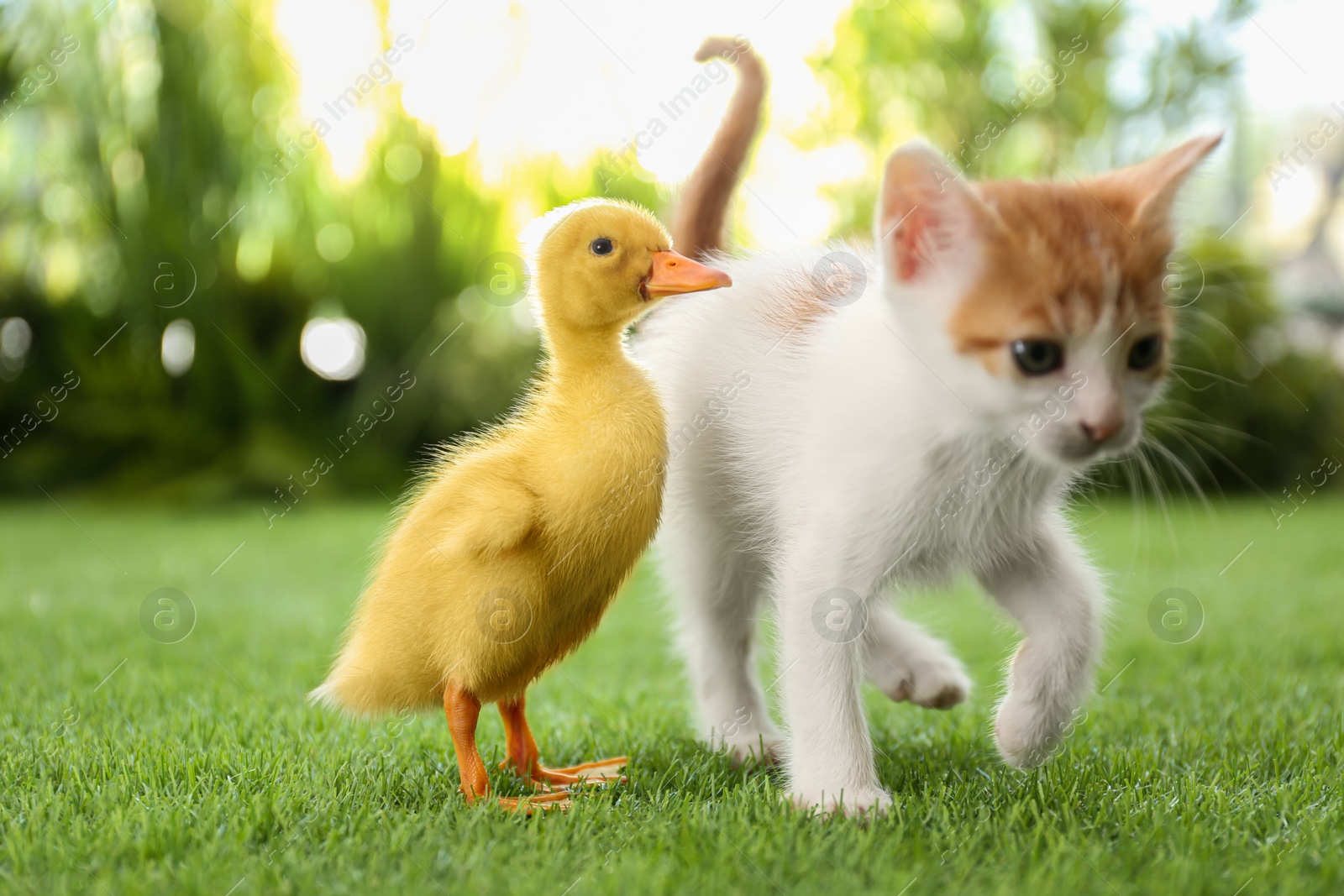 Photo of Fluffy baby duckling and cute kitten together on green grass outdoors