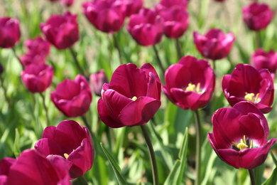 Beautiful blooming tulips outdoors on sunny day