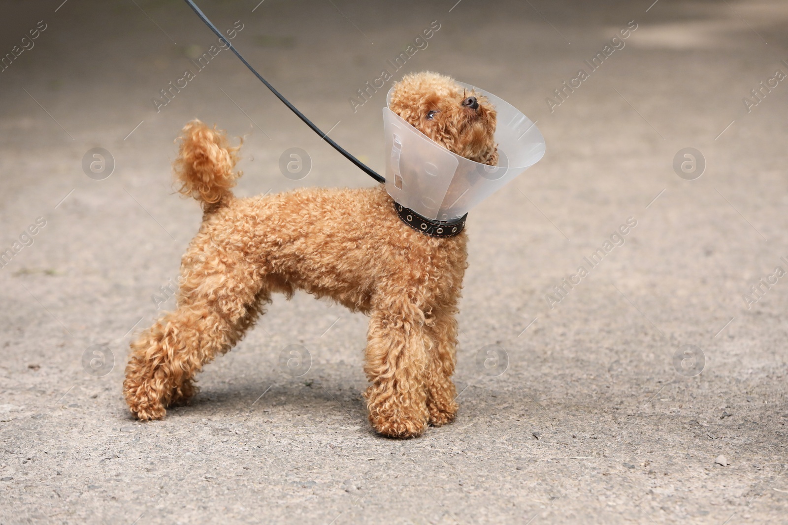 Photo of Cute Maltipoo dog with Elizabethan collar outdoors