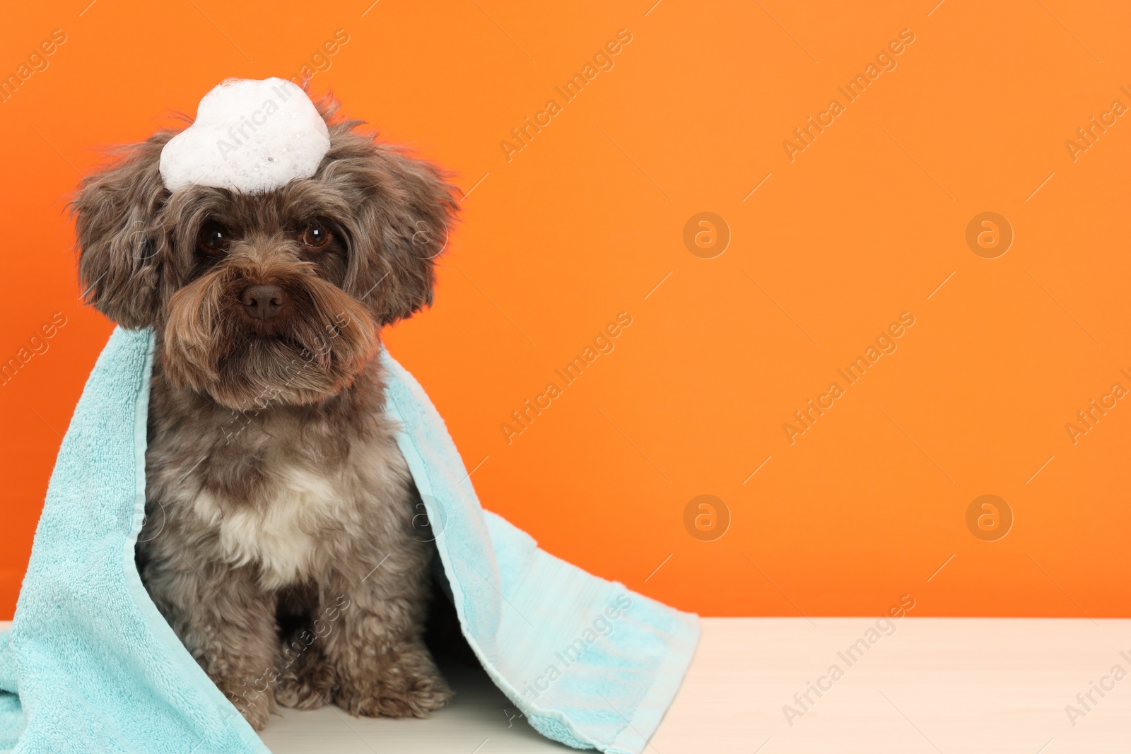 Photo of Cute Maltipoo dog with towel and foam on orange background, space for text. Lovely pet