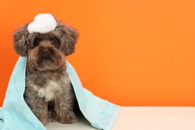 Cute Maltipoo dog with towel and foam on orange background, space for text. Lovely pet