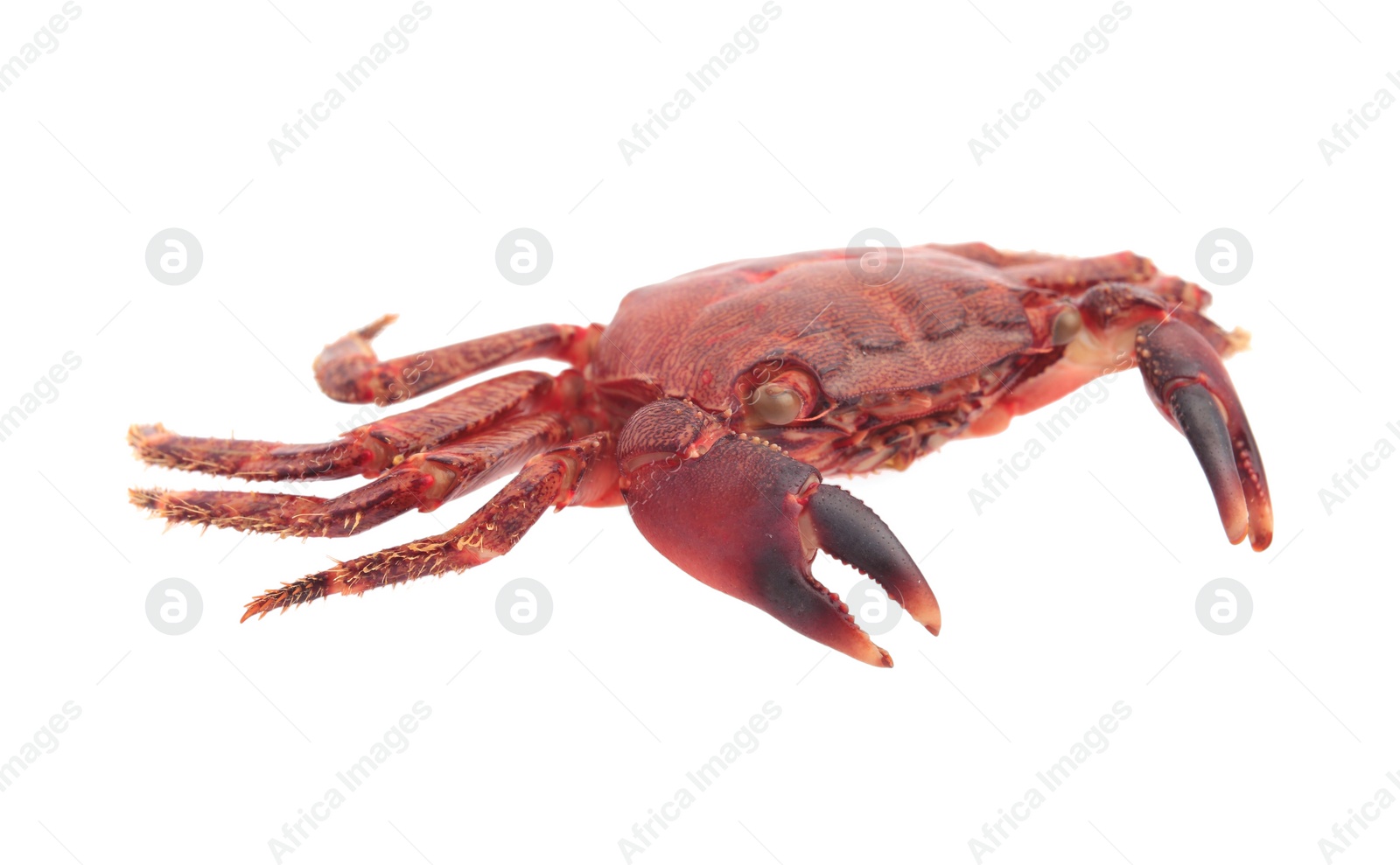 Photo of One delicious boiled crab isolated on white