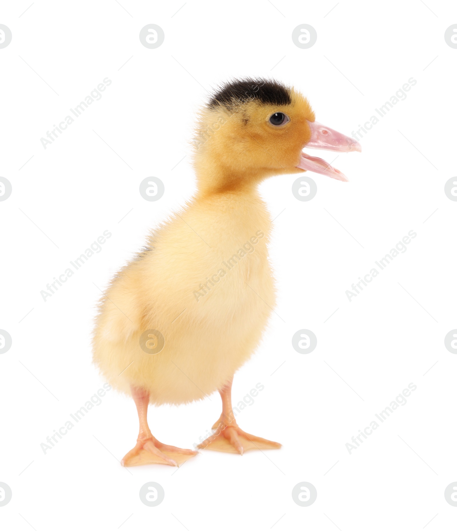 Photo of Baby animal. Cute fluffy duckling on white background