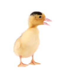 Photo of Baby animal. Cute fluffy duckling on white background