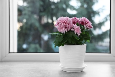 Beautiful chrysanthemum flowers in pot on windowsill indoors. Space for text
