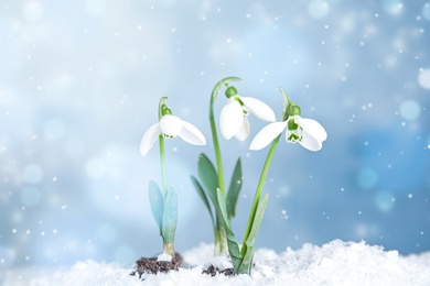 Image of Beautiful snowdrops growing through snow. First spring flowers