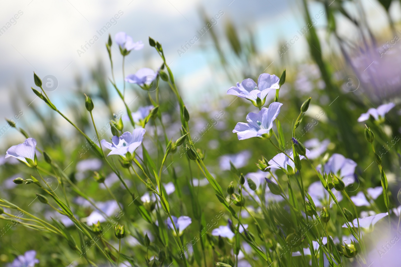 Photo of Closeup view of beautiful blooming flax field