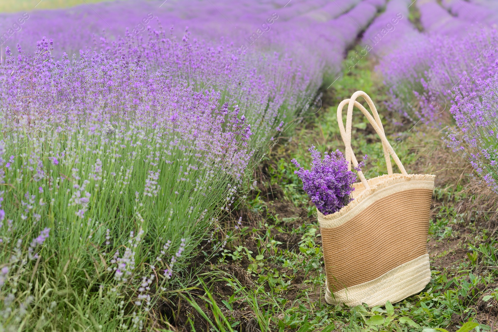 Photo of Wicker bag with beautiful lavender flowers in field