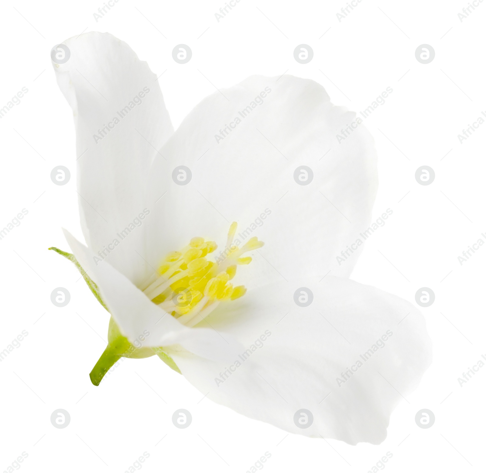 Photo of Beautiful delicate jasmine flower isolated on white