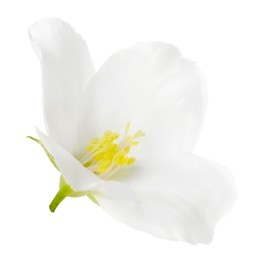 Beautiful delicate jasmine flower isolated on white