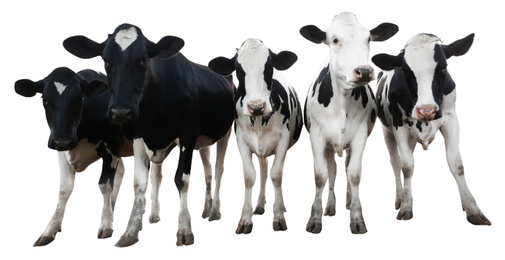 Image of Cute cows on white background, banner design. Animal husbandry