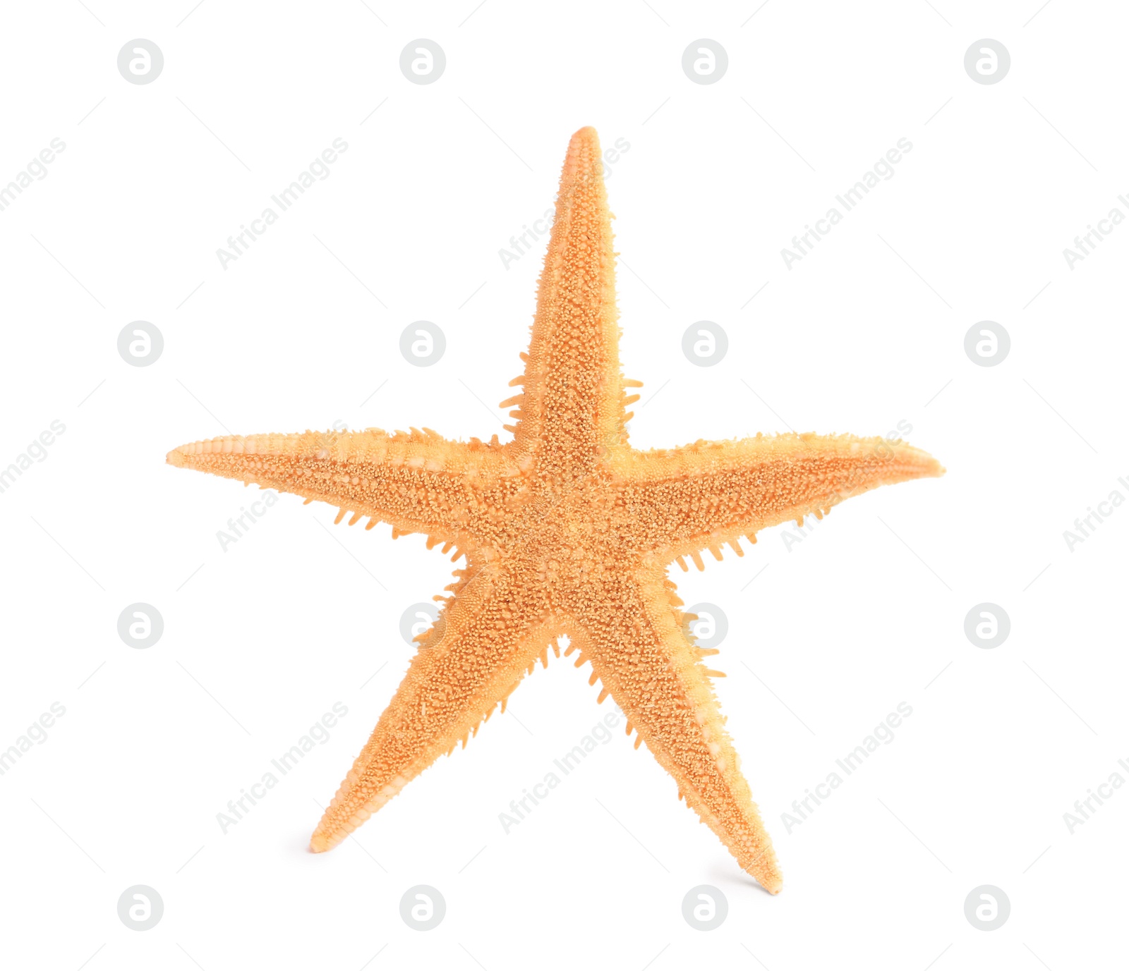 Photo of Beautiful sea star (starfish) isolated on white