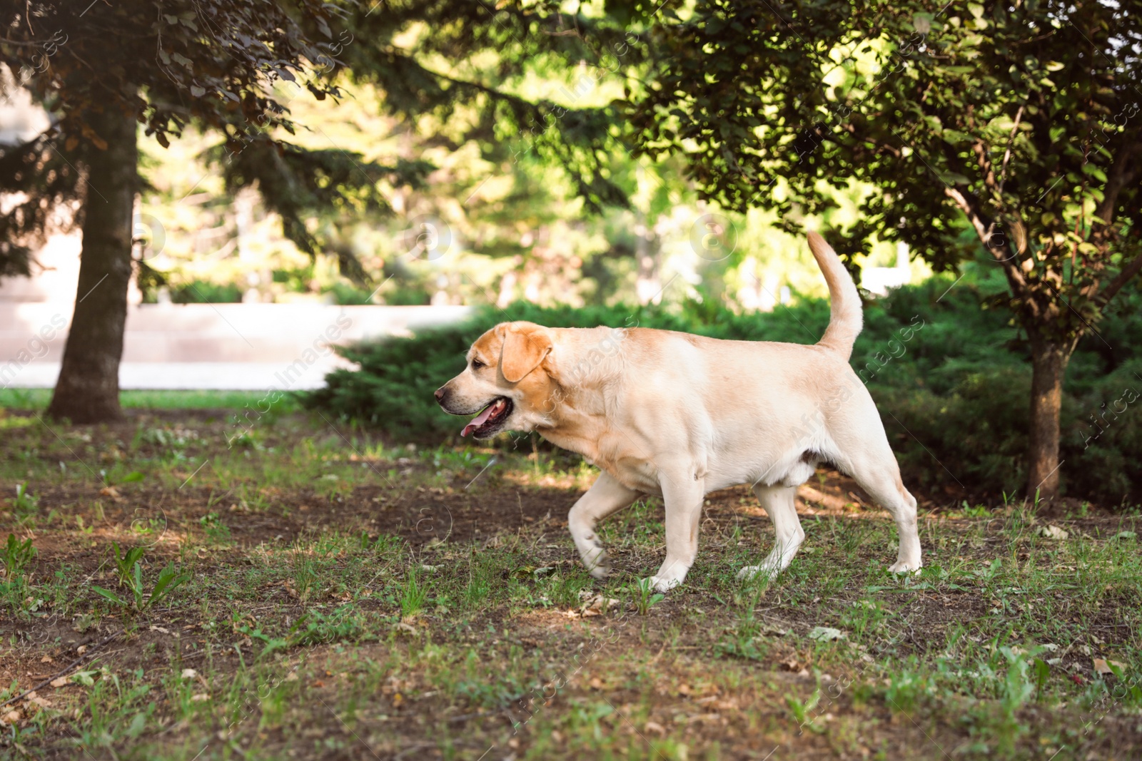 Photo of Cute Golden Labrador Retriever in green summer park