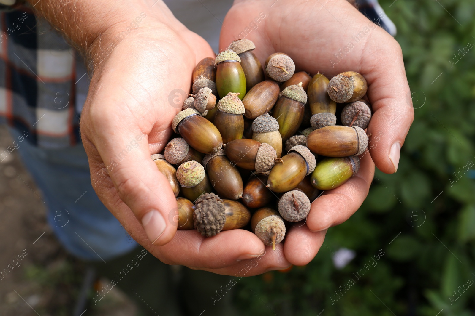 Photo of Man holding pile of dry acorns outdoors, closeup