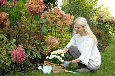 Transplanting. Woman with chrysanthemum flowers and tools in garden
