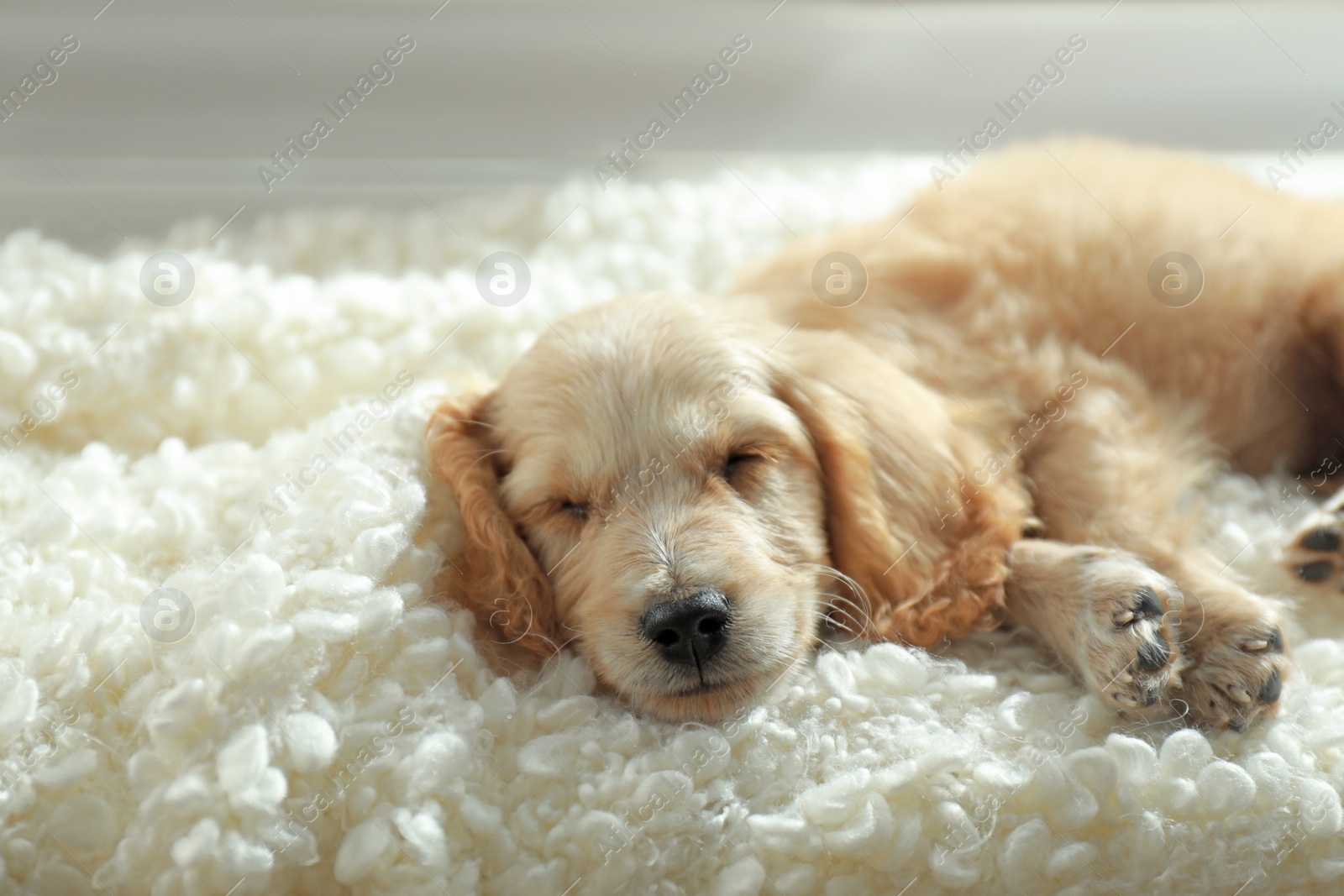 Photo of Cute English Cocker Spaniel puppy sleeping on plaid indoors